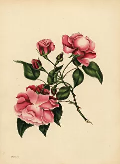 Botanic Collection: The ever-blowing Rose, Beauty always new