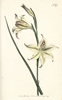 Ever-flowering gladiolus or square-leaved