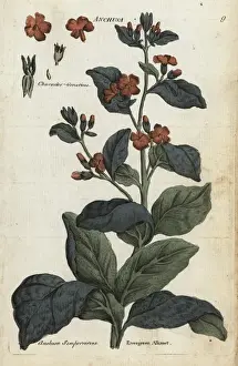 Joshuahamilton Prints: Evergreen alkanet, Anchusa sempervirens