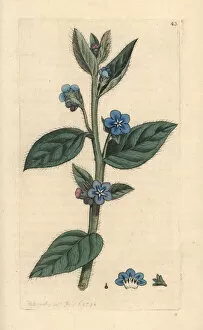 Anchusa Gallery: Evergreen bugloss, Pentaglottis sempervirens