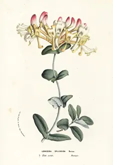Evergreen honeysuckle, Lonicera splendida