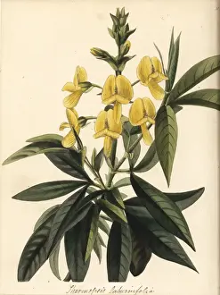 Evergreen Prints: Evergreen laburnum, Piptanthus nepalensis