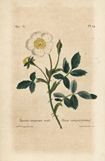 Manuel Collection: Evergreen rose, Rosa sempervirens