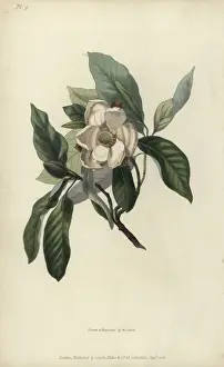 Richardmorris Prints: Evergreen swamp magnolia, Magnolia glauca sempervirens