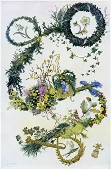 Posy Prints: Evergreens and flowers by Pauline Baynes