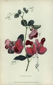 Richardmorris Prints: Everlasting pea, Lathyrus grandiflorus