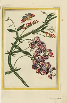 Tant Prints: Everlasting pea, Lathyrus latifolius