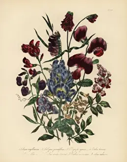 Vetch Prints: Everlasting pea and vetch species