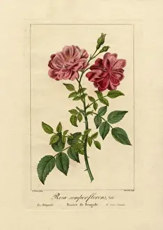 Pancracebessa Prints: Everlasting rose of India, Rosa semperflorens var du Bengale