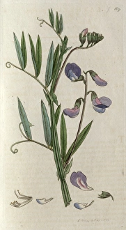 Images Dated 16th April 2012: Everlasting sweetpea