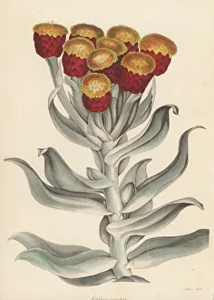 Magazine Of Botany Prints: Everlasting, Syncarpha eximia