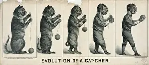 Evolution of a cat-cher