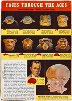 Began Prints: Evolution of Face