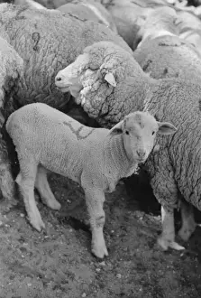 Madison Prints: Ewe and lamb, Madison County, Montana