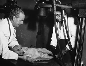 Vets Prints: Examining a Dog