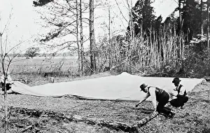 Examining tobacco plants at a plantation, Virginia, USA