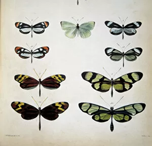 Lepidoptera Collection: Examples of mimicry among butterflies