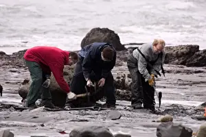 Excavating at Charmouth