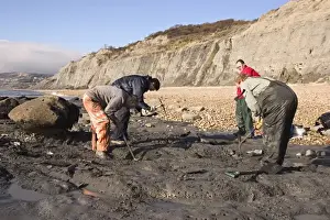 Excavating at Charmouth