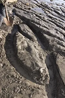 Excavating at Charmouth