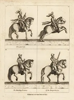 Exercise of the horse
