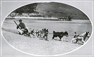 Images Dated 5th January 2011: Exercising dogs in New Zealand prior to Scott Polar Expediti