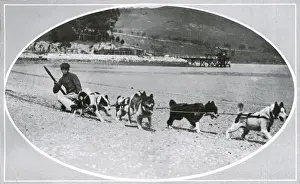 Husky Prints: Exercising dogs in New Zealand prior to Scott Polar Expediti