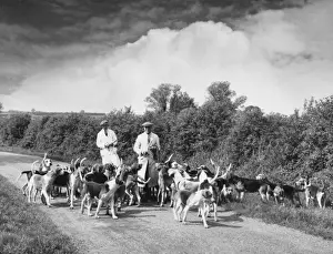 Exercising Hounds