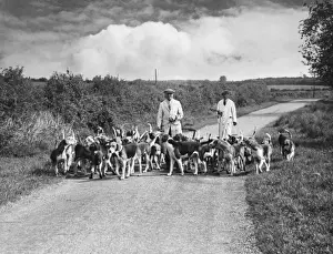 Exercising Hounds