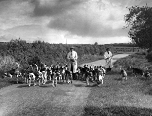 Images Dated 30th August 2011: Exercising Hounds