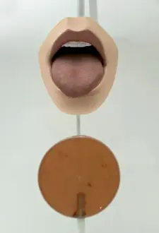 Exhibit in the Human Biology gallery
