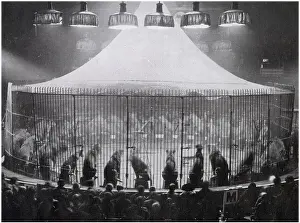 Exhibition at the Olympia Circus, with forty-five lions seated in a steel cage, with their trainer Captain Alfred. Date: 1926
