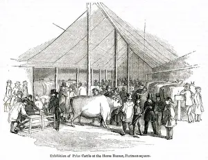Smithfield Prints: Exhibition of prize cattle, Portman Square, London