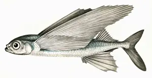 Exocoetus Prints: Exocoetus exiliens, or Greater Flying Fish