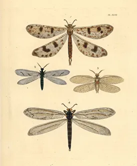 Dragonfly Collection: Exotic antlion lacewings and fishfly