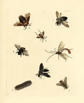 Exotic bees and wasps