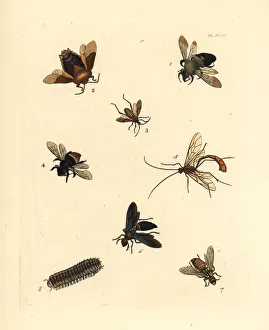 Eastern carpenter bee, Xylocopa virginica 1, lychee stink bug, Tessaratoma papillosa 2, Leptoscelis balteatus 3, Surinam bee, Euglossa surinamensis 4, long-tailed ophion, Ophion macrurum 5, paper wasp, Polistes annularis 6, red paper wasp, Polistes squamosa 7, and flat-backed millipede, Polydesmus virginiensis 8. Handcoloured lithograph from John O. Westwood's new edition of Dru Drury's Illustrations of Exotic Entomology, Bohn, London, 1837. Eastern carpenter bee, Xylocopa virginica 1, lychee stink bug, Tessaratoma papillosa 2, Leptoscelis balteatus 3, Surinam bee, Euglossa surinamensis 4, long-tailed ophion, Ophion macrurum 5, paper wasp, Polistes annularis 6, red paper wasp, Polistes squamosa 7, and flat-backed millipede, Polydesmus virginiensis 8. Handcoloured lithograph from John O. Westwood's new edition of Dru Drury's Illustrations of Exotic Entomology, Bohn, London, 1837. Date: Exotic bees and wasps