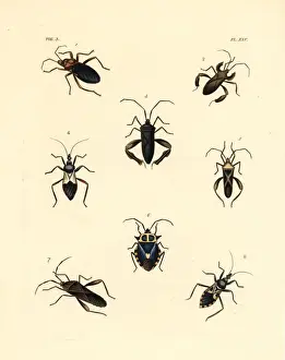 Exotic beetles