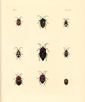 Exotic beetles