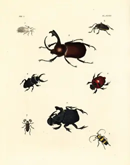 Exotic beetles