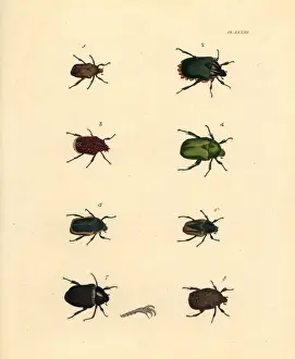 Exotic beetles