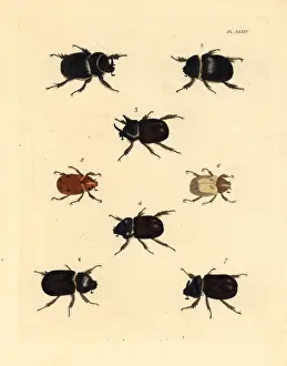 Exotic beetles