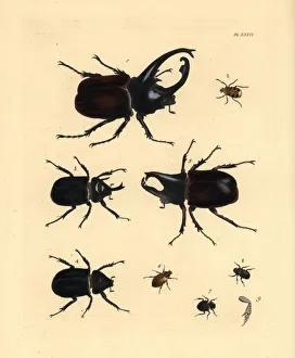 Editor's Picks: Exotic beetles