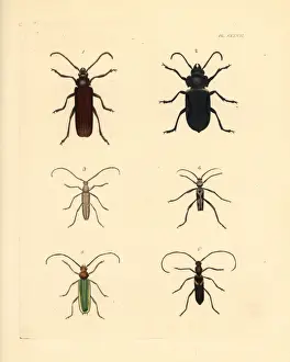 Exotic beetles