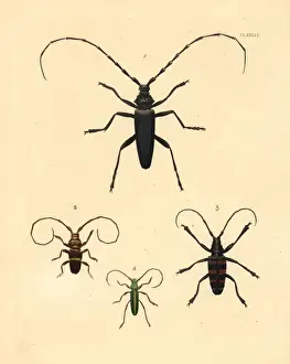 Exotic beetles