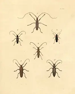 Exotic beetles