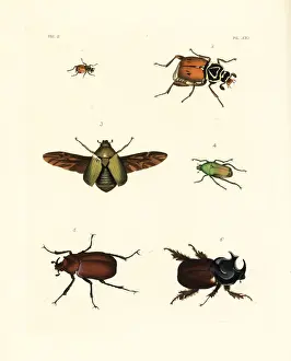 Exotic beetles