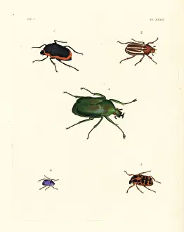 Exotic beetles