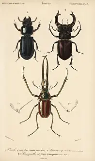 Exotic beetles