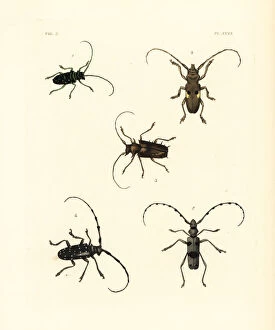 Citrus Collection: Exotic beetles including vulnerable rosalia alpina